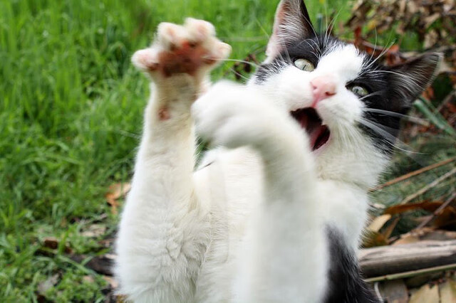 终极一投撕裂绿衫军防线,锡安关键制胜展现统治力