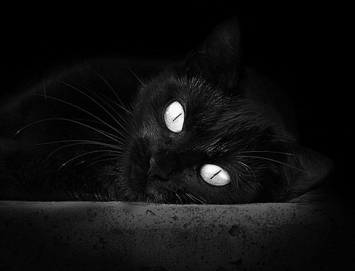 唯一辛纳,魔术拉沃尔杯,风暴席卷美网