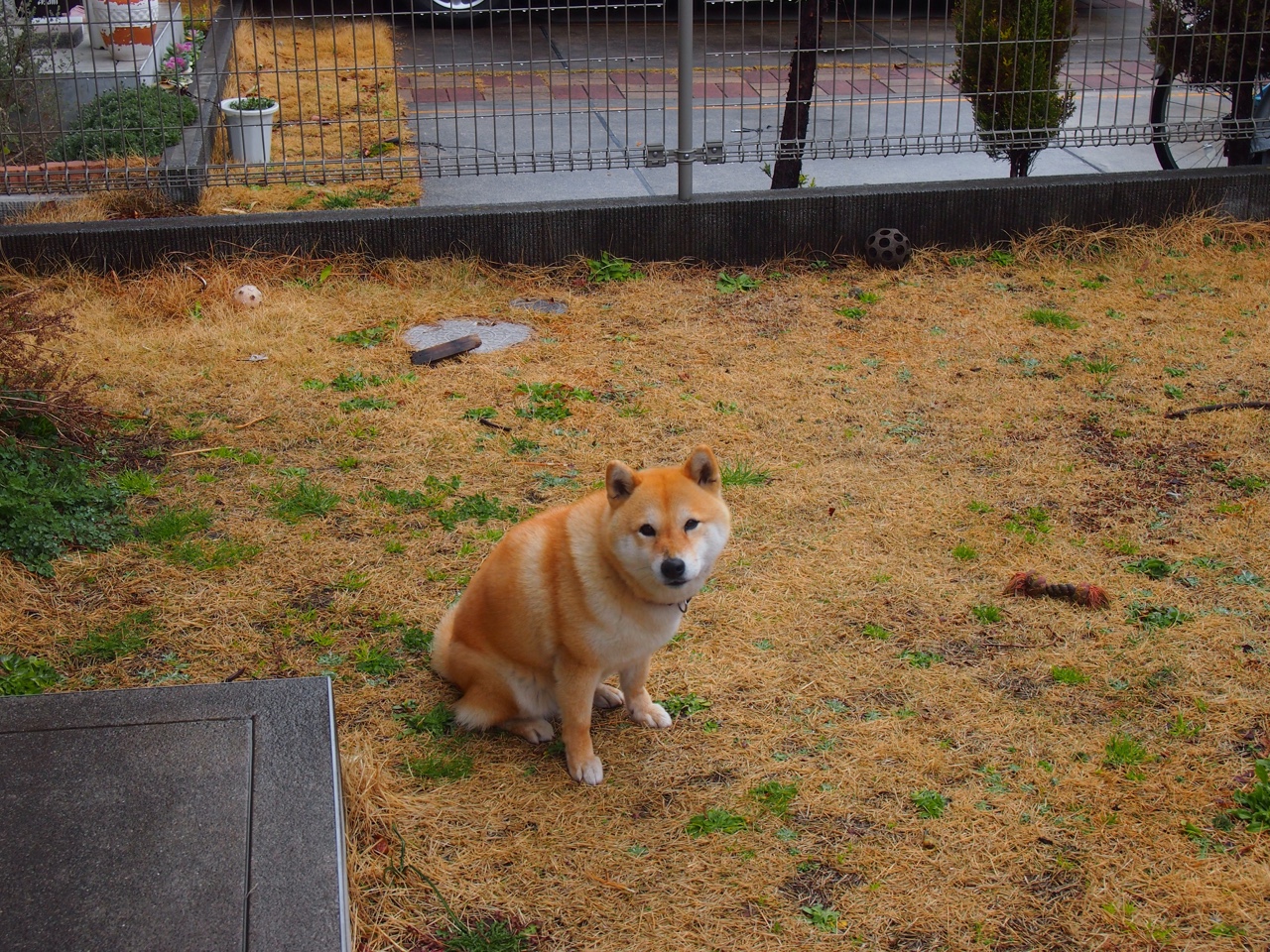 小牛弑神，红牛二队绝杀母公司，拉塞尔末位发车统治全场