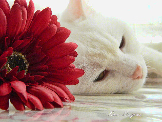 败局中的永恒王冠，当奥地利逆转之刃划过，龙魂在纪录之巅熊熊燃烧