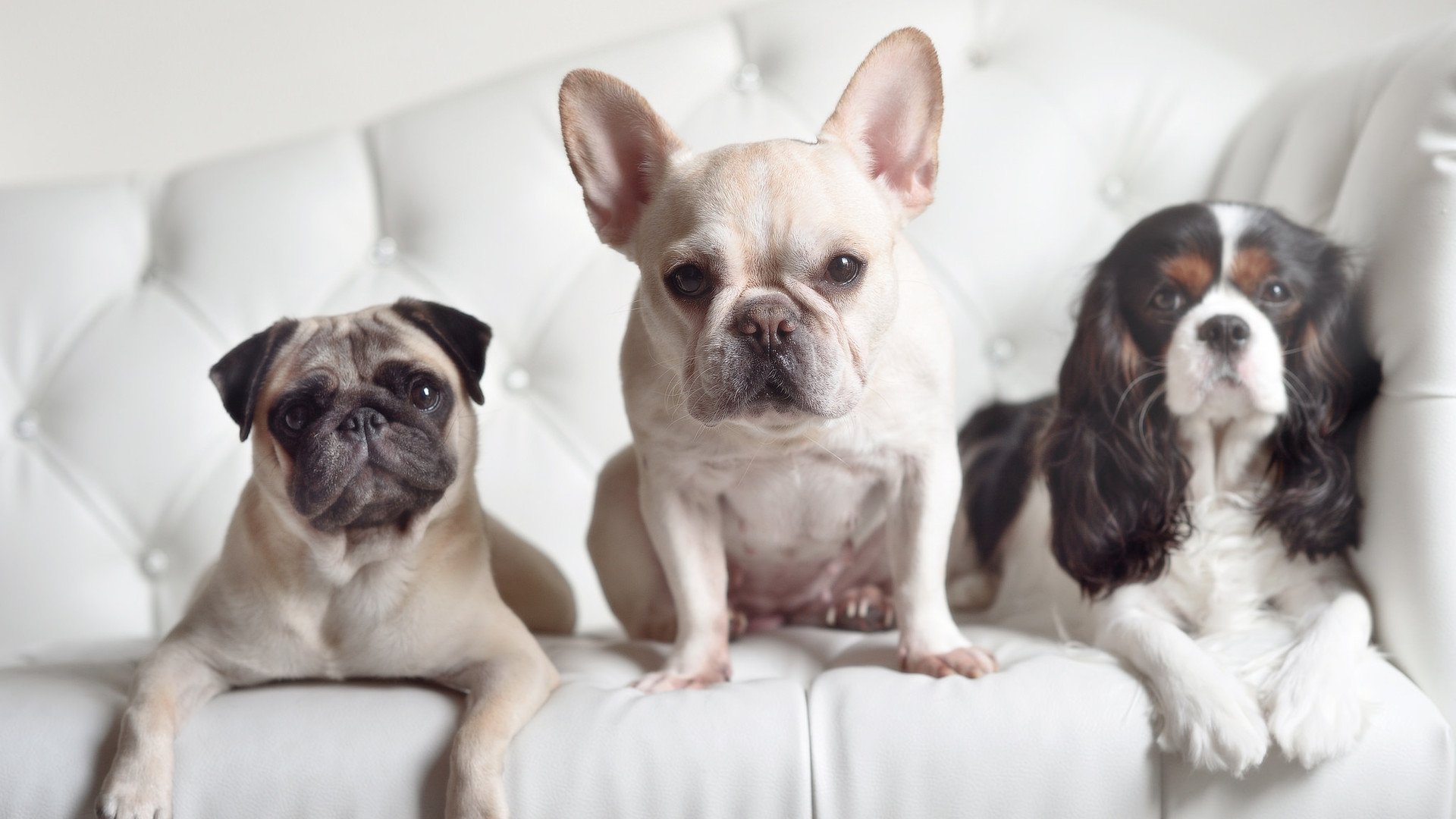 爱游戏-戴维斯杯用集体的雷鸣，轻取ATP总决赛的孤星闪耀