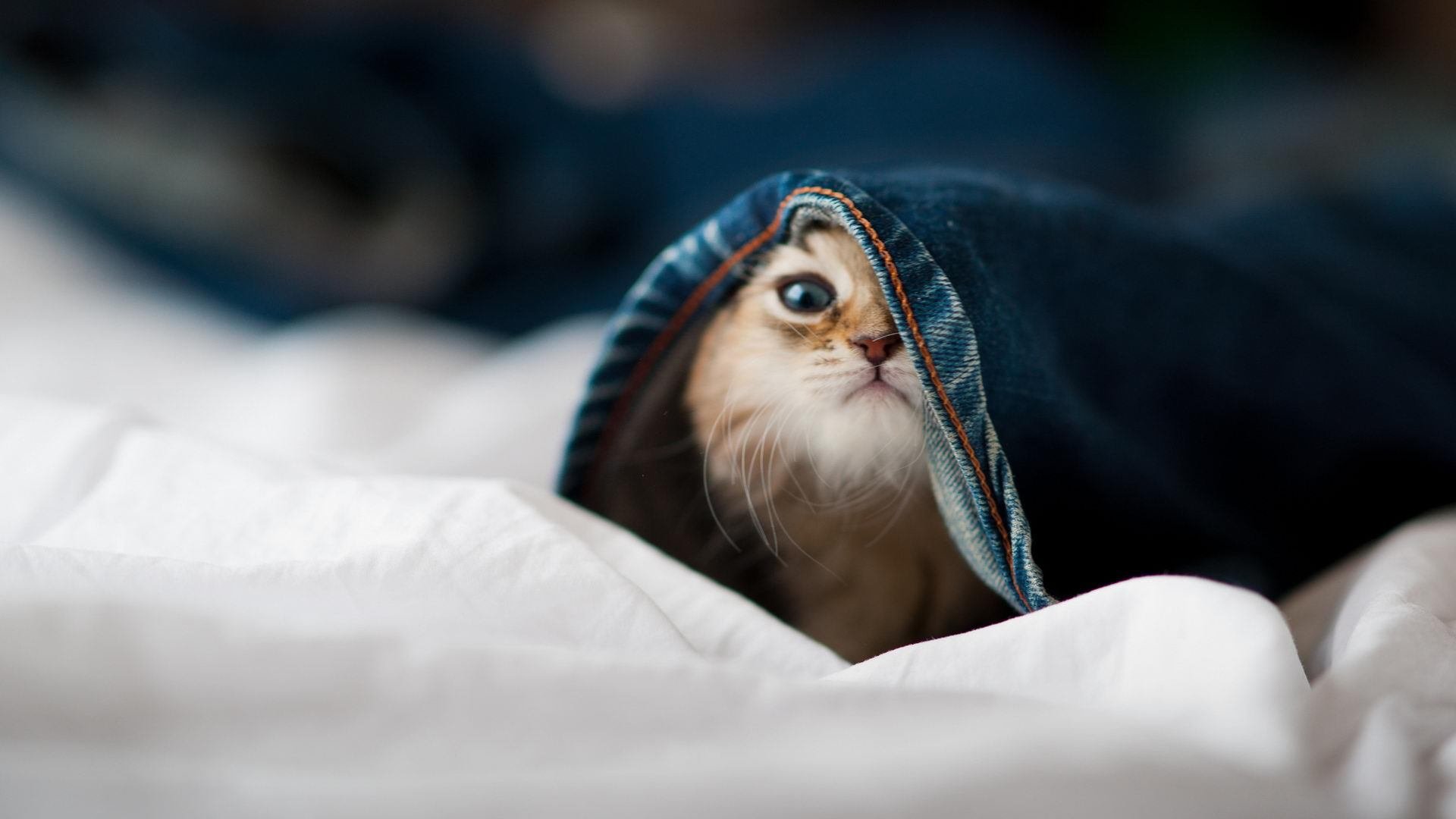 绿茵掌控力,从国家队到俱乐部,唯一性的双重奏