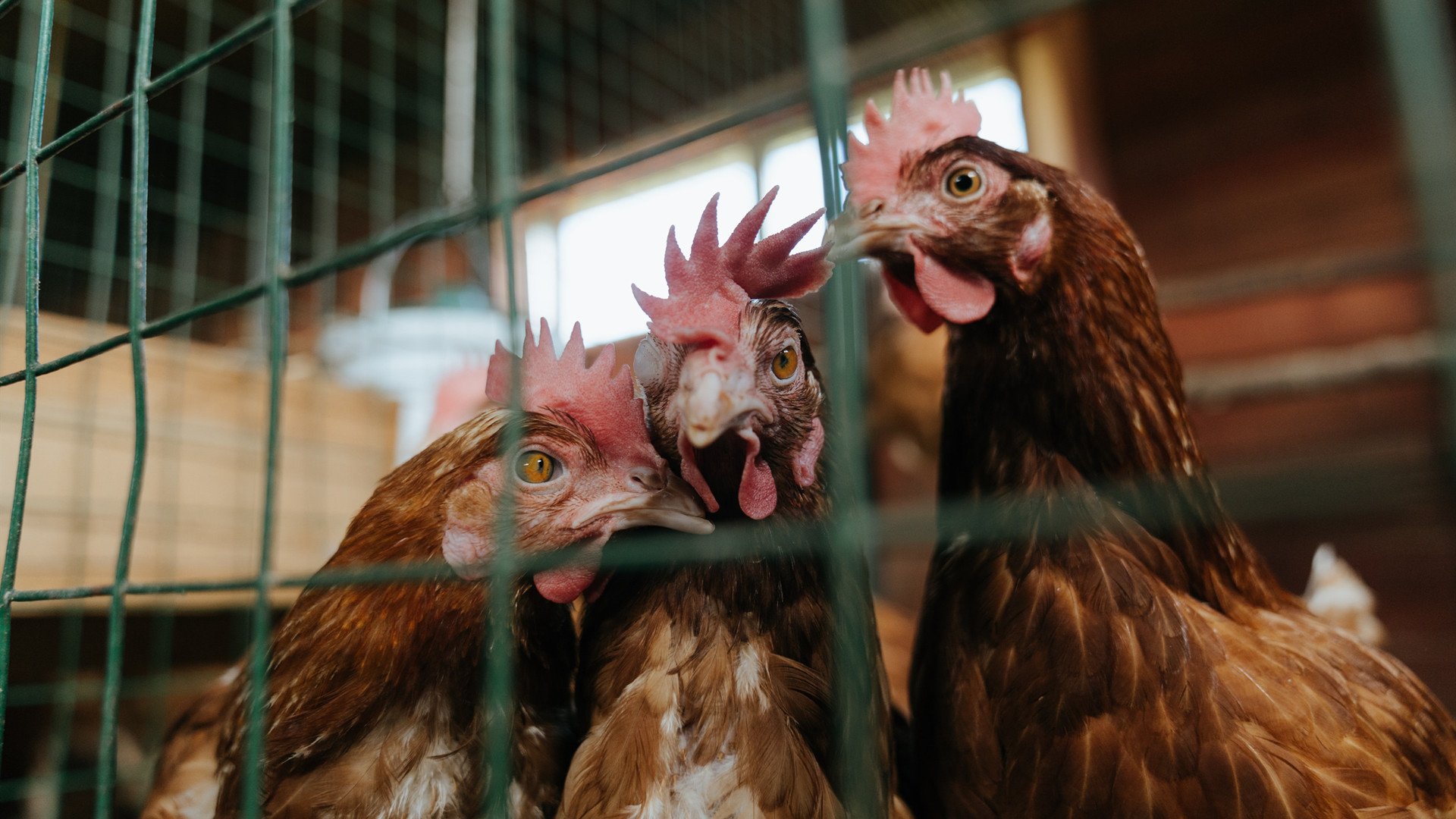 奥斯梅恩的征服之夜,巴西风暴中他一剑封喉