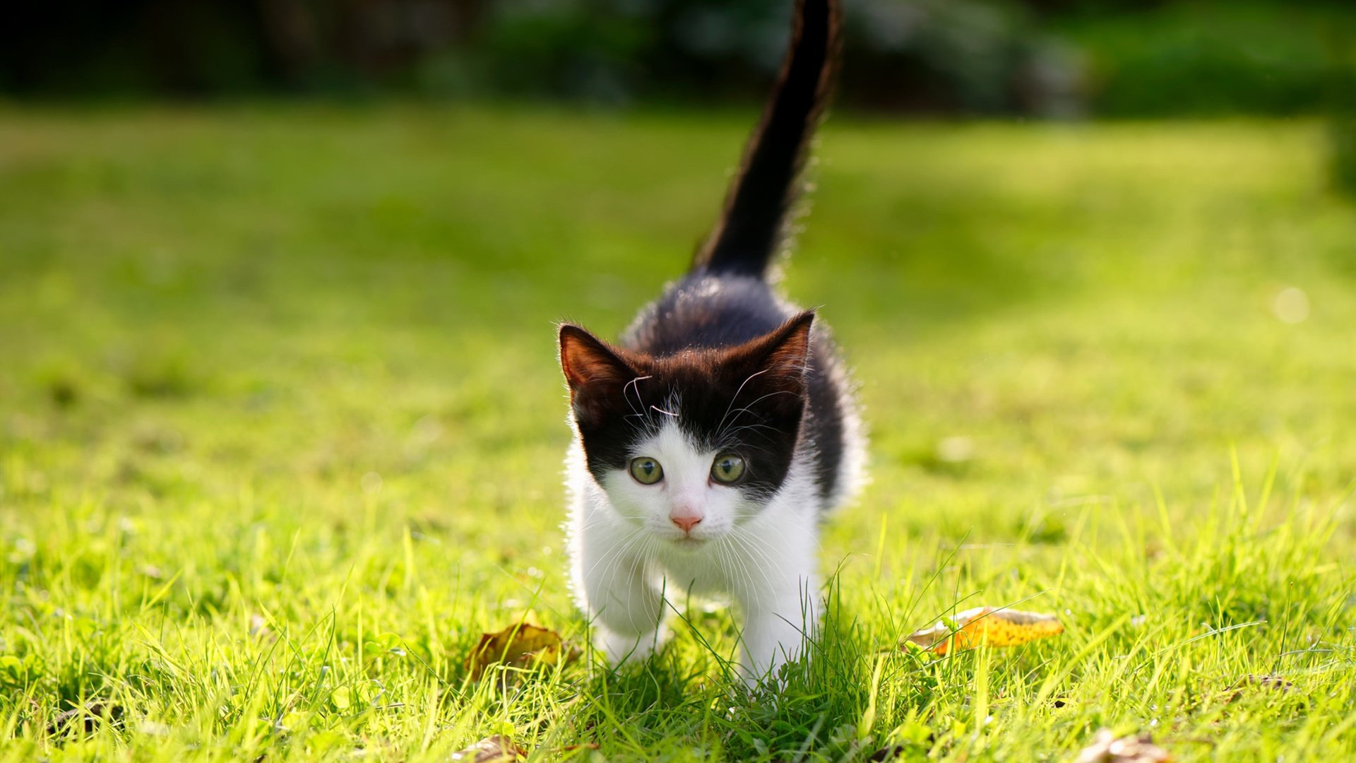 贝蒂斯与加纳,当绿白战袍对阵黑色之星,巴斯托尼用一脚定江山