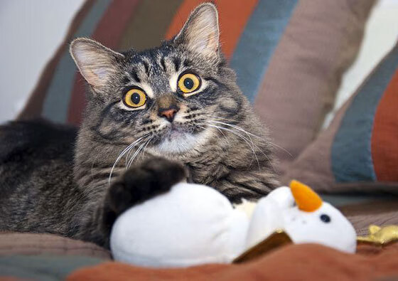 艺术与力量的对决,迪巴拉压制级演出下,哥伦比亚如何碾碎洪都拉斯