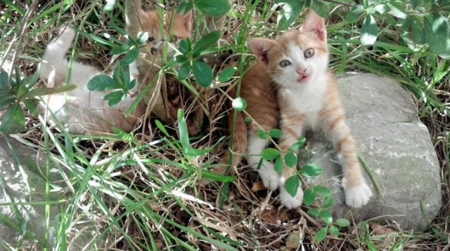 爱游戏体育-南半球的战术教科书，新西兰一战，加克波如何成为利物浦的攻防转换心脏？