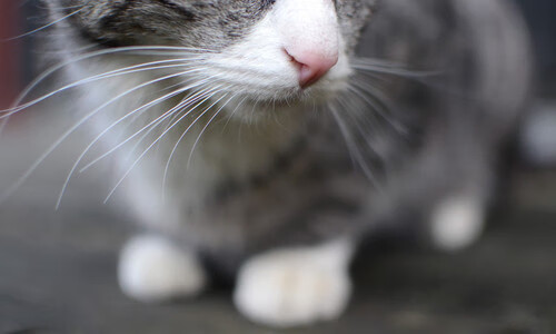 铁血防守映衬孤胆英雄，尼克斯的窒息网与恩比德的困兽之斗