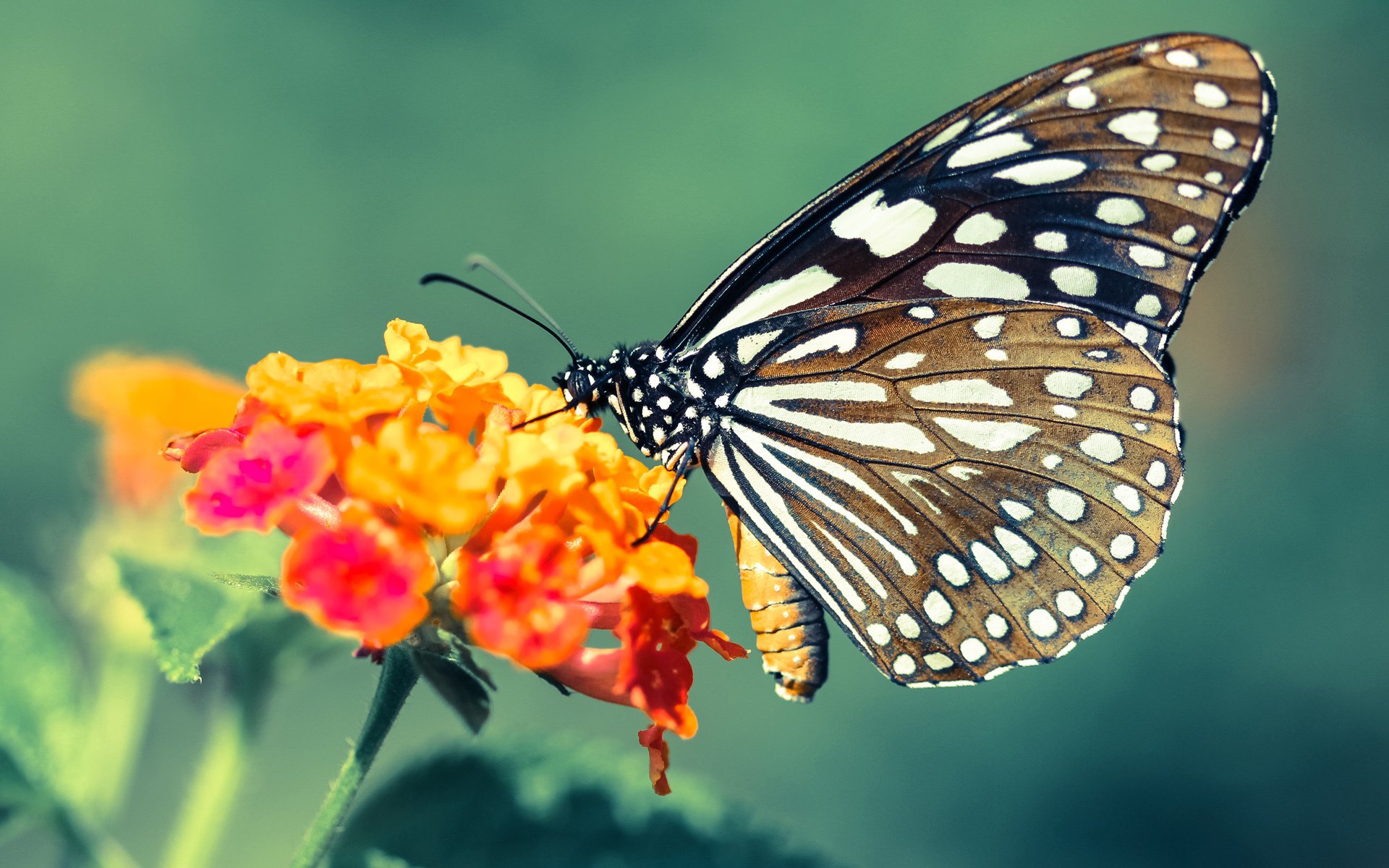 铁血防守映衬孤胆英雄，尼克斯的窒息网与恩比德的困兽之斗