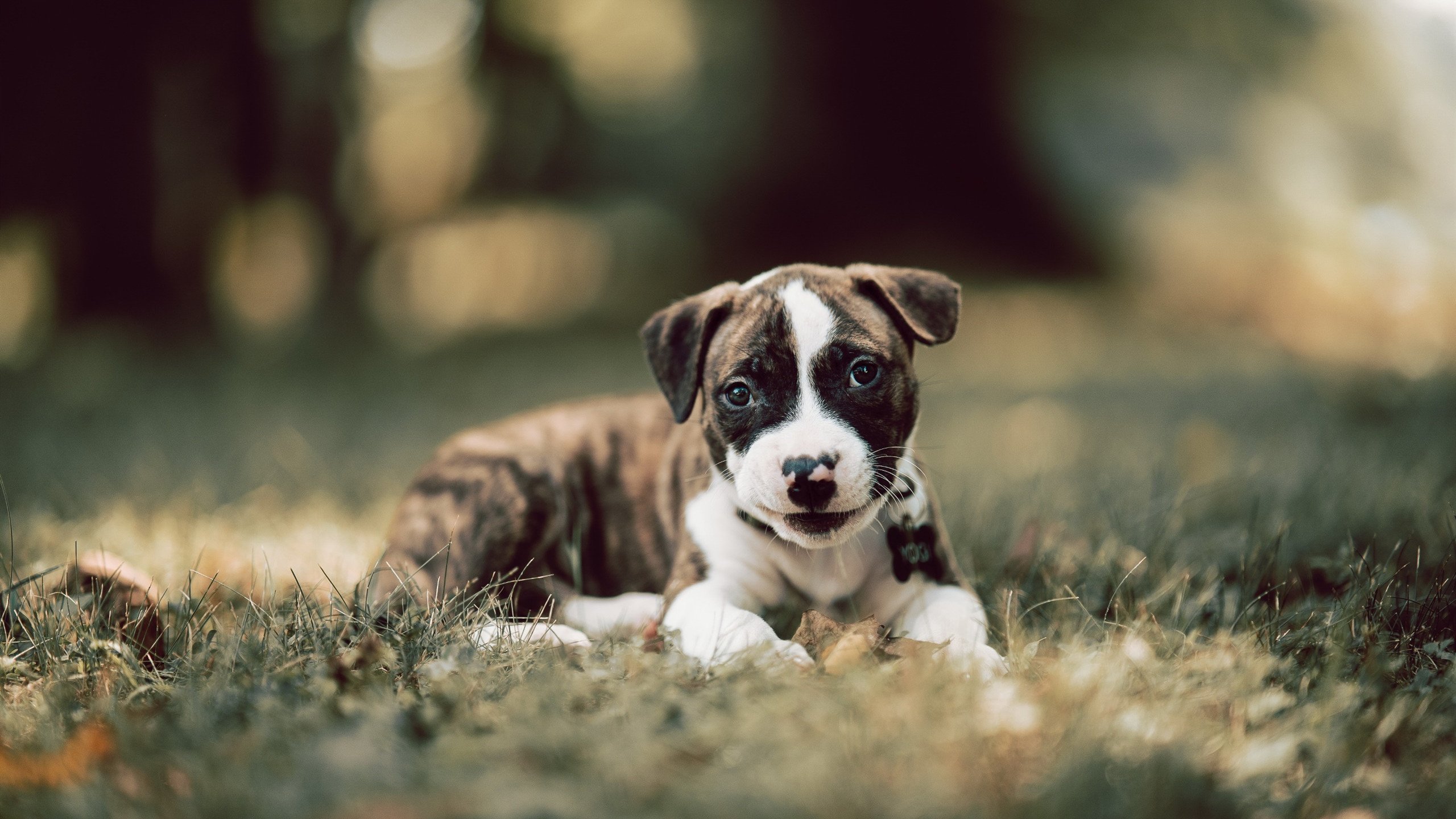 阿尔及利亚奇迹逆袭美国！双重国籍的日耳曼引擎基米希，如何成为沙漠之狐的幕后操盘手？