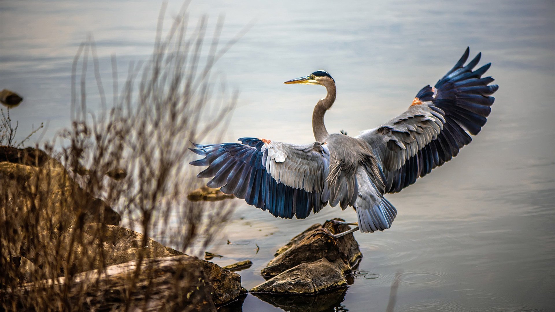 光芒万丈，布伦森关键爆发助太阳灼伤广东，揭示篮球哲学差异