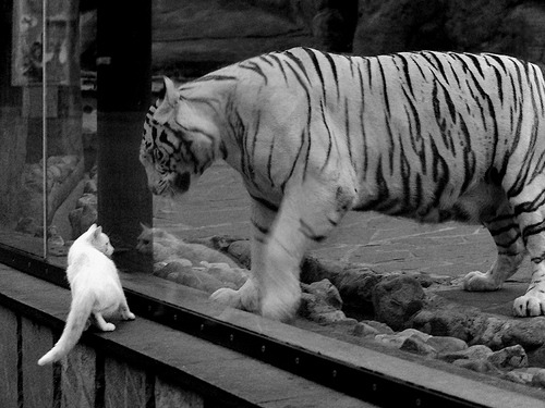 黄潜艇破冰挪威峡湾，奥利维耶战术革命初现锋芒