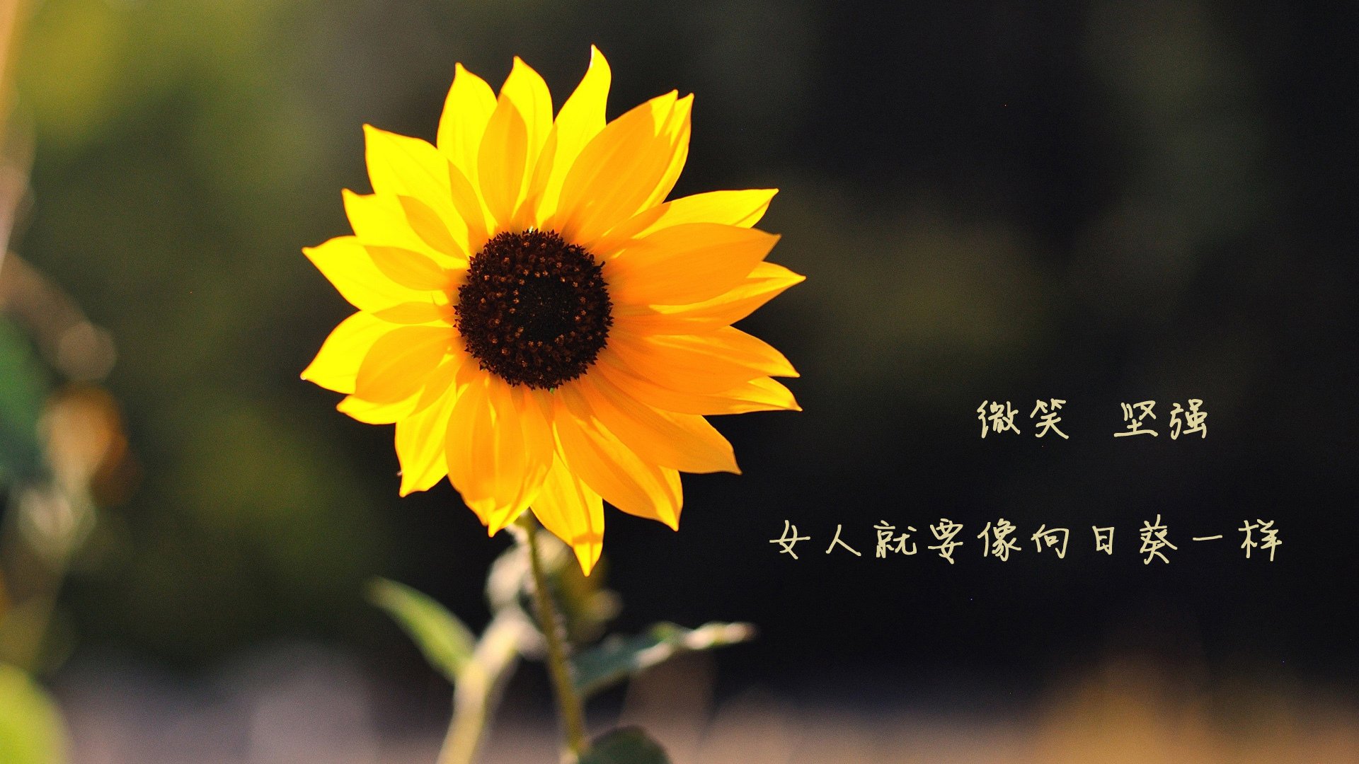2026世界杯E组生死战,迪亚斯铁血统军,波兰绝地逆转泰国—一场强硬到骨子里的尊严之战