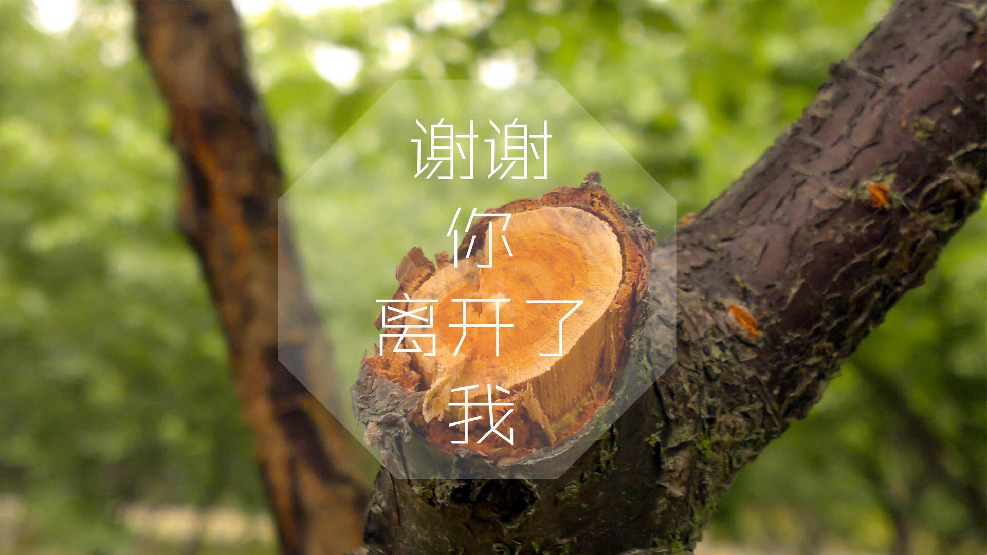 爱游戏在线-雄鹰折翼，厄瓜多尔高原风暴席卷海湾，凯恩孤掌难鸣成波兰最悲情注脚